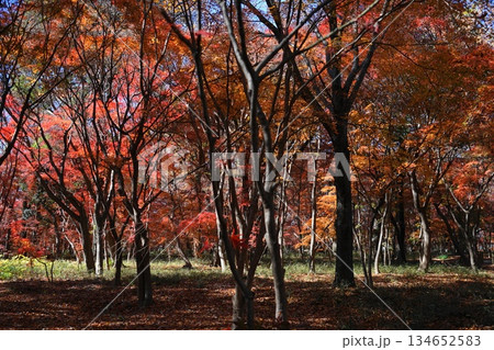紅葉したモミジの木々 12月新座53雑木林の紅葉・平林寺 紅葉したモミジの木々 12月新座53雑木林の紅葉・平林寺 134652583