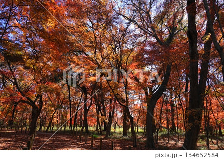 紅葉したモミジの木々 12月新座54雑木林の紅葉・平林寺 紅葉したモミジの木々 12月新座54雑木林の紅葉・平林寺 134652584
