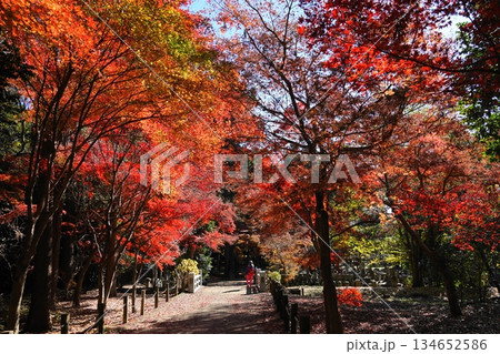 紅葉したモミジの木々 12月新座56雑木林の紅葉・平林寺 紅葉したモミジの木々 12月新座56雑木林の紅葉・平林寺 134652586