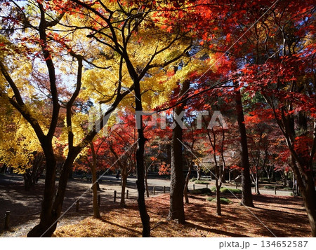 平林寺の紅葉した木々　12月新座57境内の紅葉・平林寺 134652587