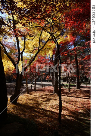 平林寺の紅葉した木々　12月新座58境内の紅葉・平林寺 134652588