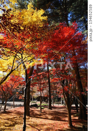 平林寺の紅葉した木々 12月新座59境内の紅葉・平林寺 平林寺の紅葉した木々 12月新座59境内の紅葉・平林寺 134652589