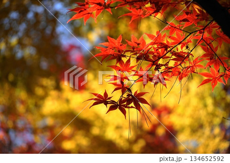 鮮やかな紅葉 12月新座62境内の紅葉・平林寺 鮮やかな紅葉 12月新座62境内の紅葉・平林寺 134652592