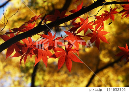 鮮やかな紅葉 12月新座63境内の紅葉・平林寺 鮮やかな紅葉 12月新座63境内の紅葉・平林寺 134652593