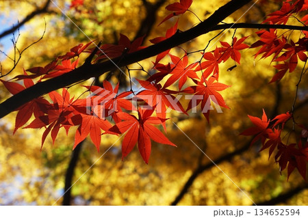 鮮やかな紅葉　12月新座64境内の紅葉・平林寺 134652594