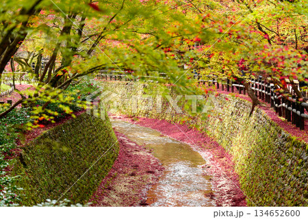 御土居の散り紅葉(北野天満宮)_3129 御土居の散り紅葉(北野天満宮)_3129 134652600