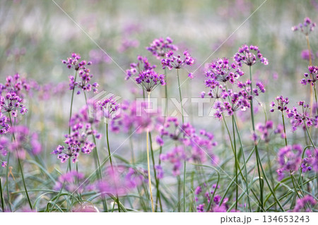 ラッキョウの花　（鳥取県北栄町産） 134653243