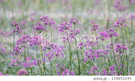 ラッキョウの花 (鳥取県北栄町産) ラッキョウの花 (鳥取県北栄町産) 134653245
