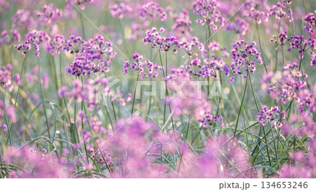 ラッキョウの花　（鳥取県北栄町産） 134653246