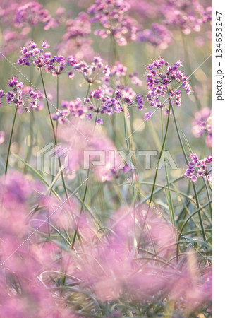 ラッキョウの花 (鳥取県北栄町産) ラッキョウの花 (鳥取県北栄町産) 134653247
