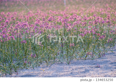 ラッキョウの花　（鳥取県北栄町産） 134653250