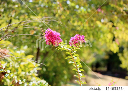 鮮やか　百日紅の花 134653284