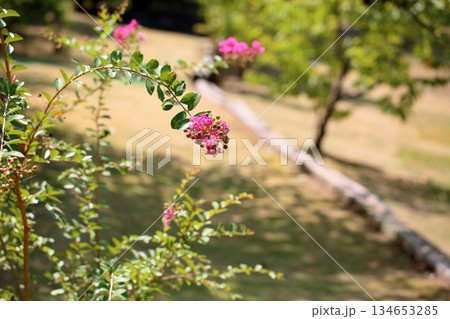 鮮やか　百日紅の花 134653285