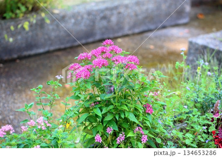 可愛い　ペンタスの花 134653286