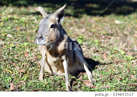 可愛いマーラ 可愛いマーラ 134653517