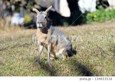 可愛いマーラ 可愛いマーラ 134653518