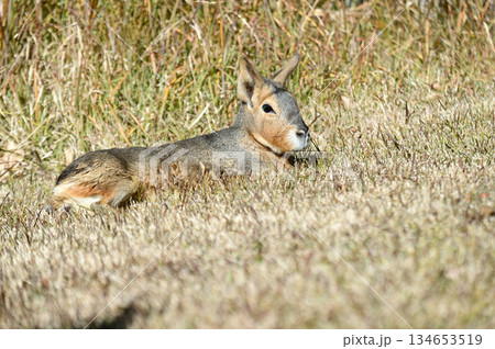 可愛いマーラ 可愛いマーラ 134653519