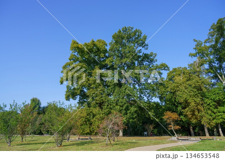 青空バックに見る色づき始めた秋の公園の情景 134653548