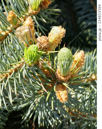 Picea pungens buds opening in early spring. Blurred background. Close-up. Blue spruce in spring 134653564