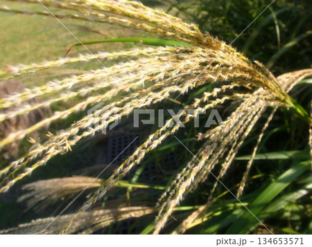 ススキ 134653571