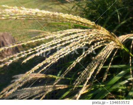 ススキ 134653572