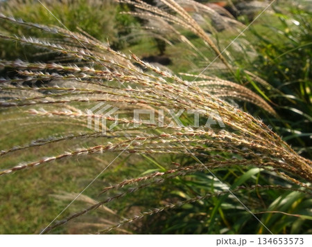 ススキ 134653573