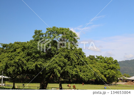 キュランダ鉄道 134653804