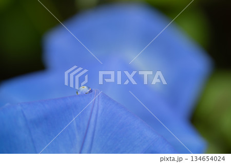 朝露をまとった青い朝顔の花と静かな朝の情景 134654024