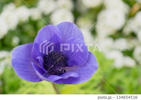 鮮やかな紫色が印象的なアネモネの花 鮮やかな紫色が印象的なアネモネの花 134654516