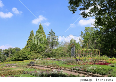 夏の植物園 夏の植物園 134654563