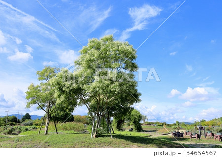 爽やか　シマトネリコの木 134654567