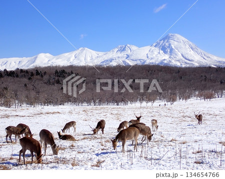 エゾシカと雪山 134654766