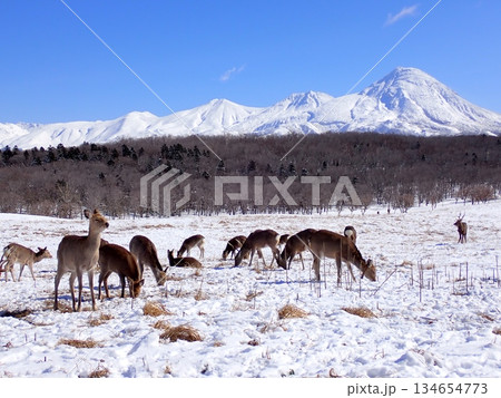 エゾシカと雪山 エゾシカと雪山 134654773