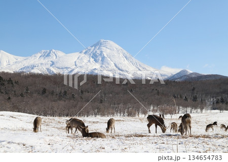 エゾシカと雪山 エゾシカと雪山 134654783