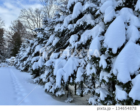 雪の積もったアカエゾマツの並木 134654878