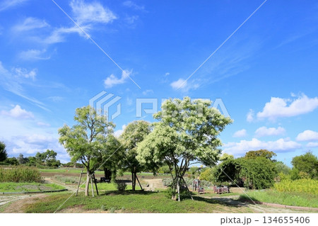 爽やか シマトネリコの木 爽やか シマトネリコの木 134655406