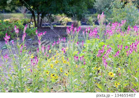 可愛い ノゲイトウの花 可愛い ノゲイトウの花 134655407