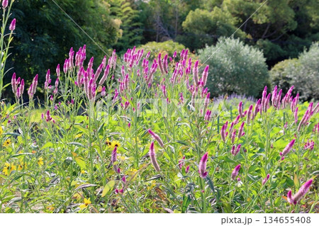 可愛い　ノゲイトウの花 134655408