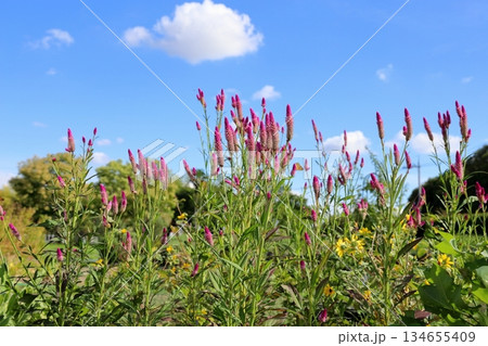 可愛い　ノゲイトウの花 134655409