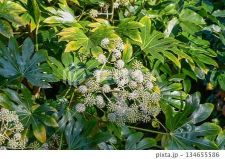 ヤツデ　Japanese aralia 134655586