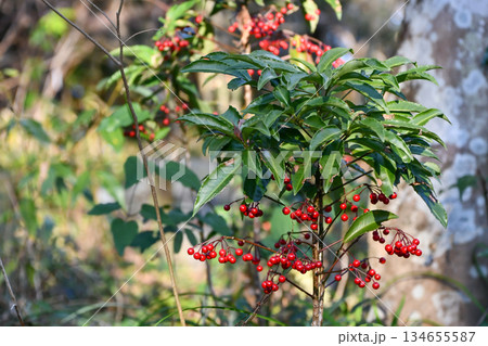マンリョウ Coralberry マンリョウ Coralberry 134655587