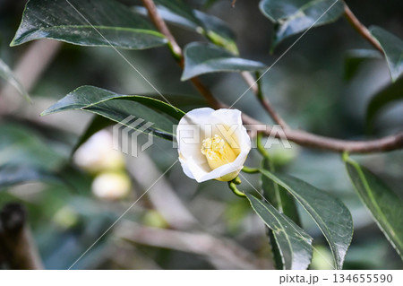 椿「白侘助」　Camellia white wabisuke 134655590