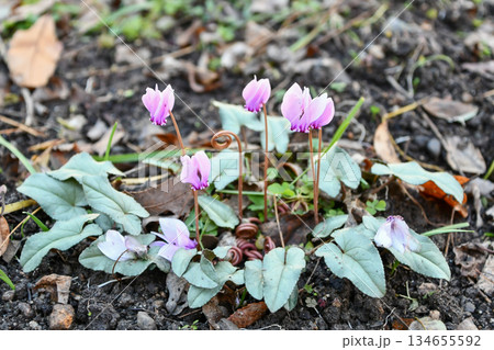 ハミズシクラメン Hardy cyclamen ハミズシクラメン Hardy cyclamen 134655592