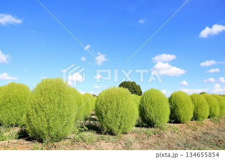 爽やか　コキア 134655854