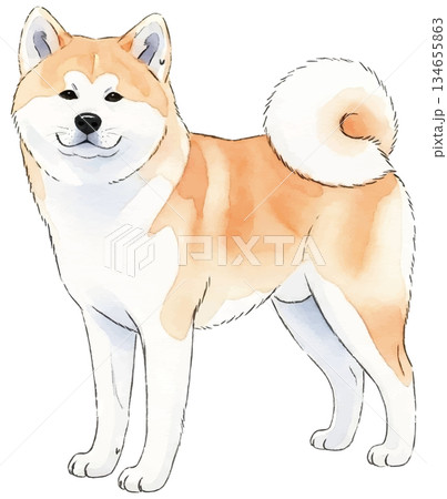 秋田犬の水彩風イラスト 134655863