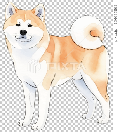 秋田犬の水彩風イラスト 134655863