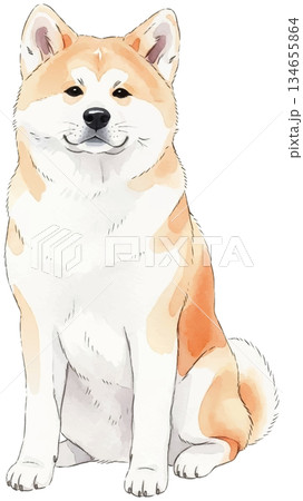 お座りしている秋田犬の水彩風イラスト 134655864