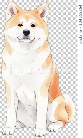 お座りしている秋田犬の水彩風イラスト 134655864