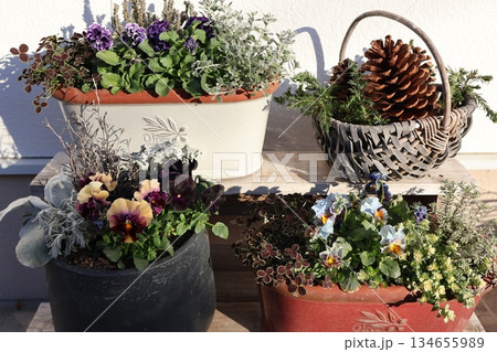 花台にフリルパンジーの寄せ植えを飾る 134655989