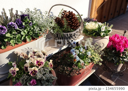 フリルパンジーの寄せ植え&寄せ鉢 フリルパンジーの寄せ植え&寄せ鉢 134655990